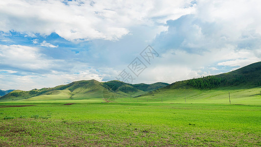 蒙古小龙年轻的动物蒙古大草原背景