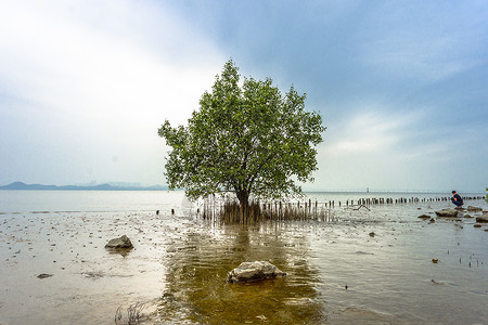 深圳湾一棵树背景图片