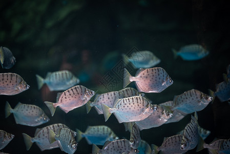 海底世界观赏鱼的装饰高清图片