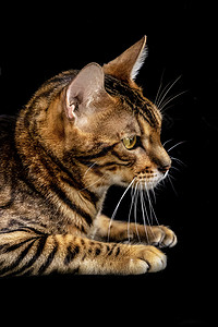 孟加拉豹猫孟加拉豹猫高清图片