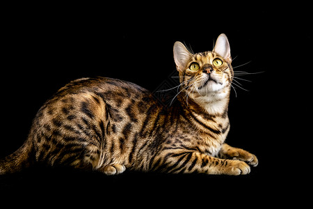 孟加拉豹猫动物黑底素材高清图片