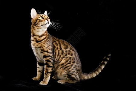 孟加拉豹猫呆萌猫肖像高清图片