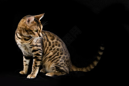 孟加拉豹猫动物黑底素材高清图片