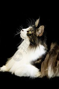 缅因猫背景图片