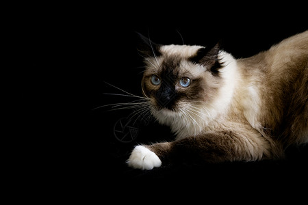 布偶猫动物黑底素材高清图片