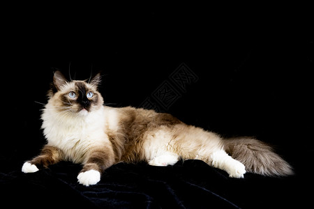 布偶猫黑底眼睛素材高清图片