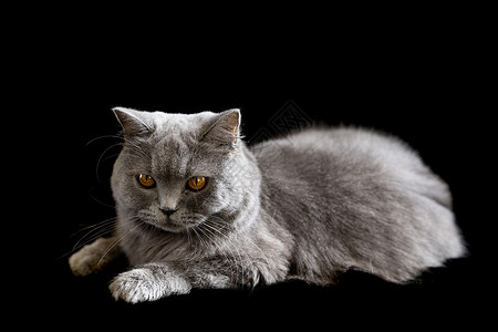 长毛蓝猫黑底眼睛素材高清图片