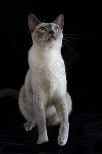 暹罗猫黑底眼睛素材高清图片