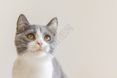 萌萌的猫咪英短蓝白猫背景