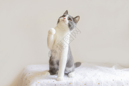 英短蓝白猫收回猫咪高清图片