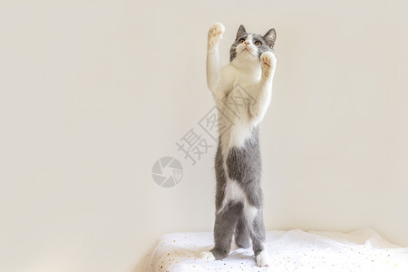 英短蓝白猫小猫直立的高清图片