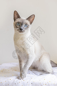 蓝眼睛暹罗猫暹罗猫背景