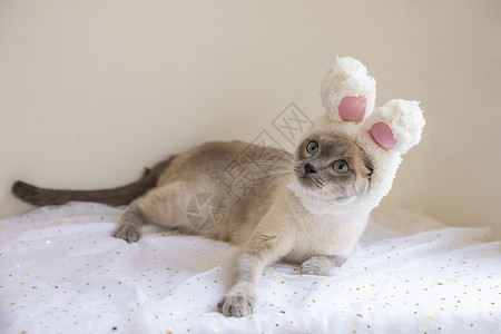 暹罗猫戴帽子图片