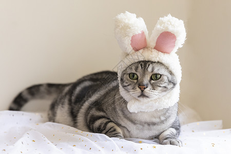 兔帽子男孩美短猫戴帽子背景