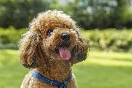 泰迪狗狗子泰迪犬高清图片