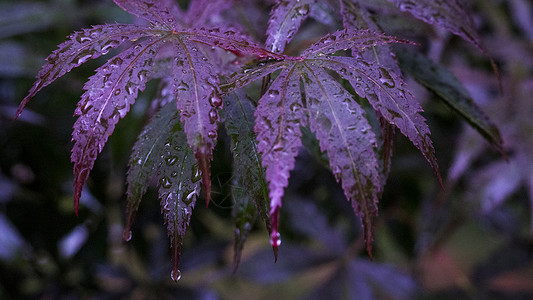 雨后紫色枫叶背景图片