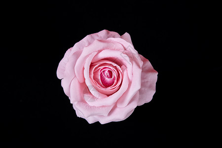 黑底星型素材粉色玫瑰花背景