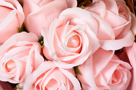 粉色玫瑰花背景图片