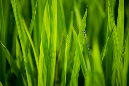 益虫水稻农田里的昆虫特写背景