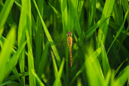 红蜻蜓水稻田里的昆虫背景