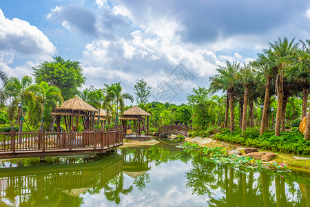 亚热带的北海园棕榈园林风光背景