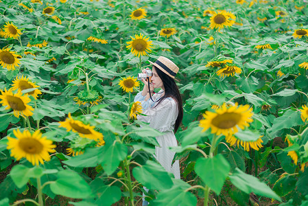 向日葵女孩拍照图片