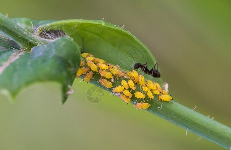 蚜虫黄色虫子高清图片