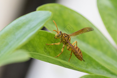 马蜂黄色虫子高清图片