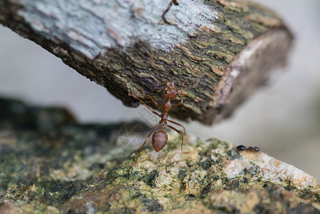 蚂蚁搬石头黄猄蚁背景