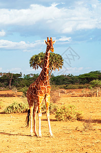 索马里长颈鹿高清图片