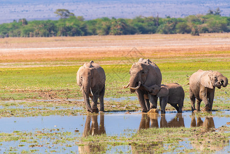 非洲家庭安博塞利喝水的象群背景