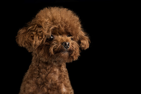 贵宾犬迷你泰迪狗背景图片