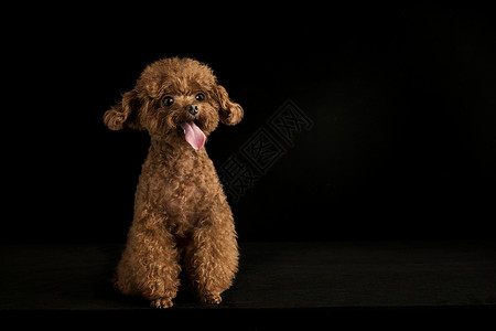 幼犬壁纸贵宾犬迷你泰迪狗背景