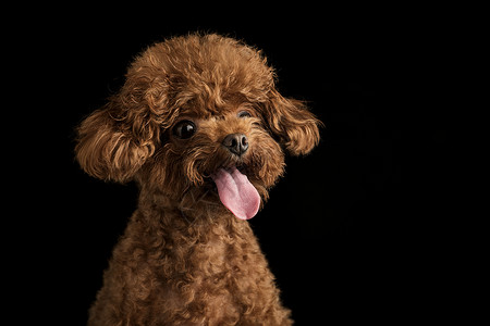 贵宾犬迷你泰迪狗图片