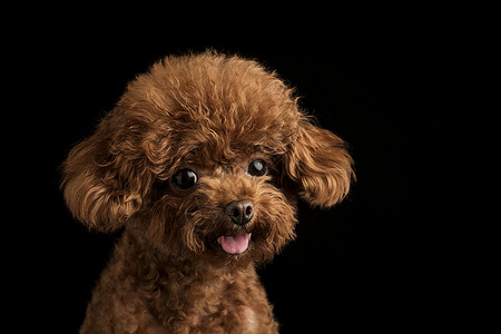 幼犬壁纸贵宾犬迷你泰迪狗背景