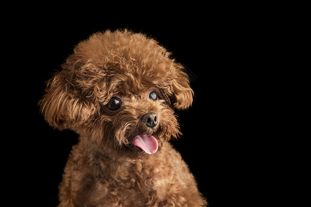 可爱狗表情包贵宾犬迷你泰迪狗背景