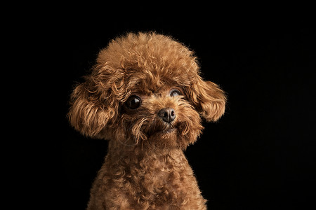 贵宾犬迷你泰迪狗高清图片