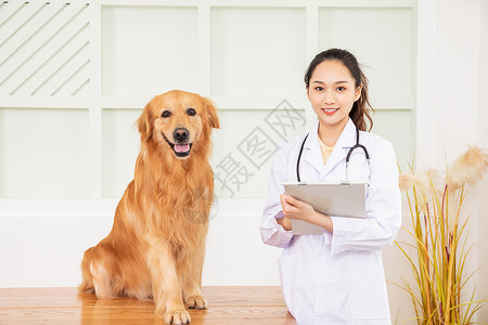 宠物医疗字体设计宠物医生给宠物狗做检查背景