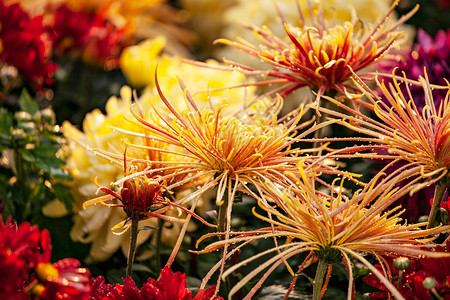 重阳节菊花酒菊花展览背景