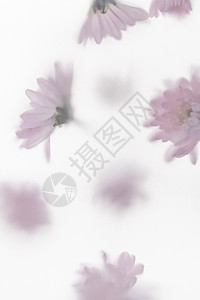 创意花卉雏菊背景图片