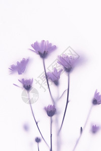 创意花卉背景图片