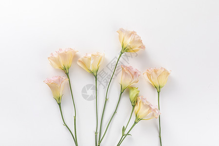 小清新花朵白底花朵素材高清图片