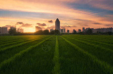 丰收大地丰收大地高清图片