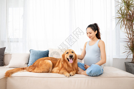 孕妇居家休闲怀孕的美女和宠物金毛犬背景