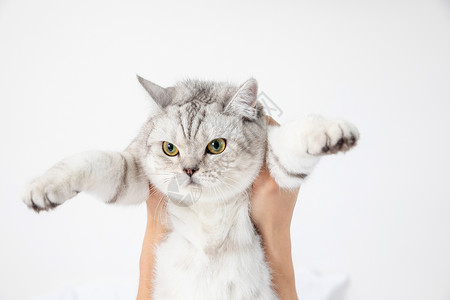 英国短耳猫宠物银渐层英国短毛猫背景