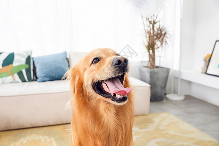 宠物金毛犬生活方式动物高清图片