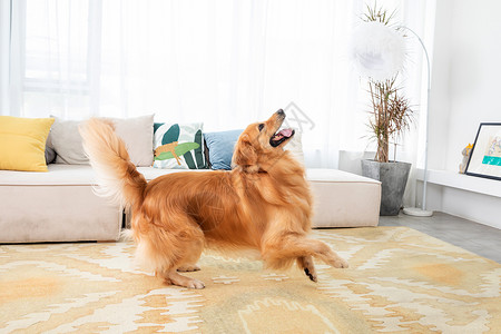 宠物金毛犬宠物 地毯高清图片