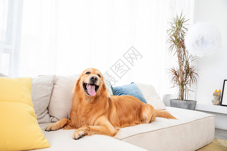 宠物金毛犬生活方式动物高清图片