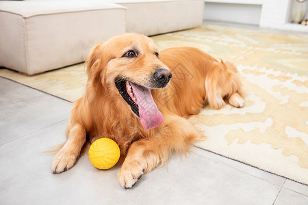 宠物金毛犬生活方式动物高清图片