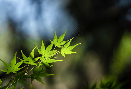绿色枫叶植物光影背景图片